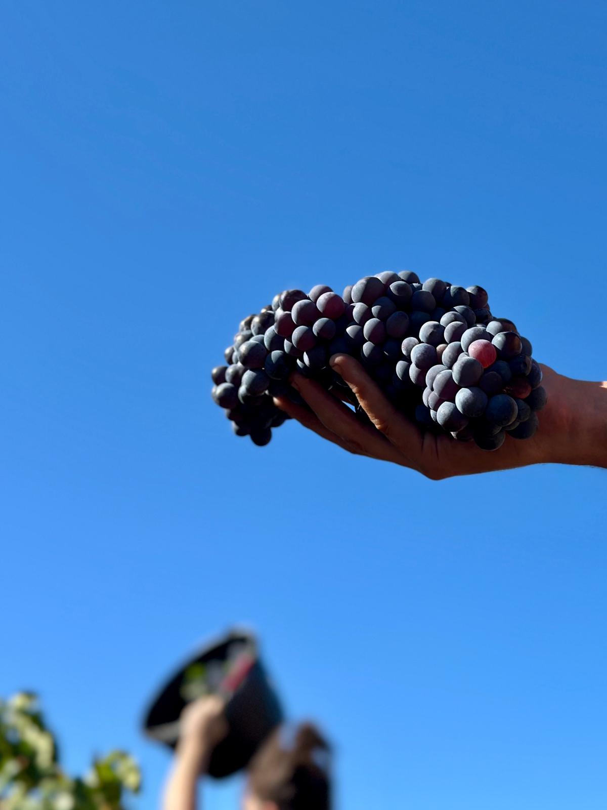 Raisins du Domaine de la Giscle