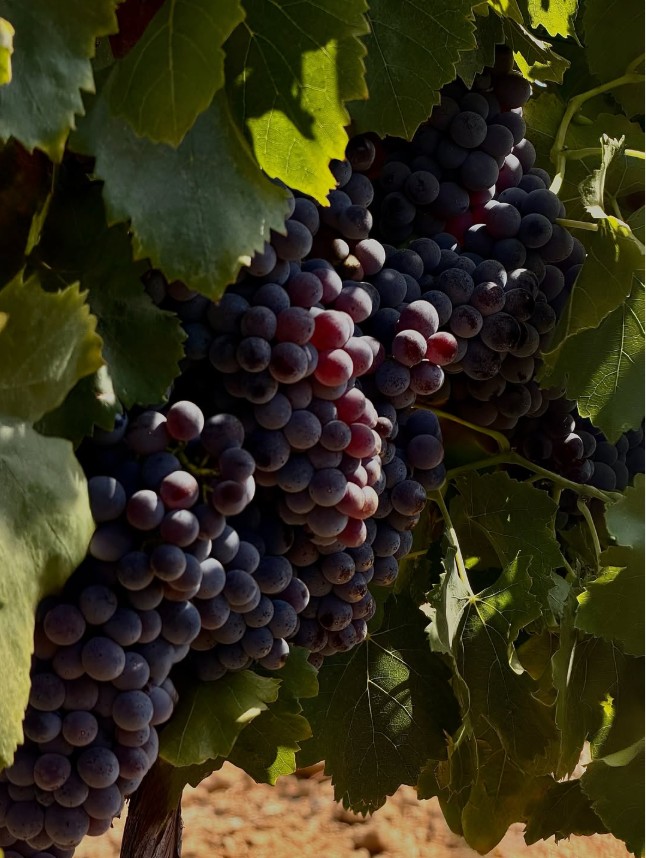 Raisins du Domaine de la Giscle